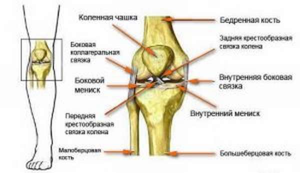Функции и строение колена